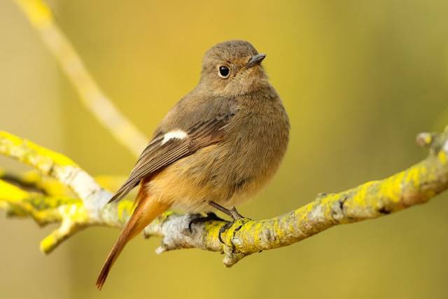 Panduan Memahami Bahasa Tubuh Burung. Foto Hanya Ilustrasi. Sumber Foto: Unsplash.com/Boris Smokrovic
