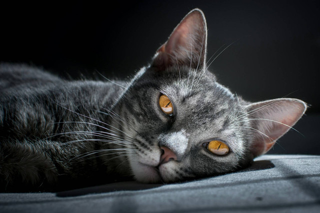 Ilustrasi kucing. Sumber foto: Unsplash