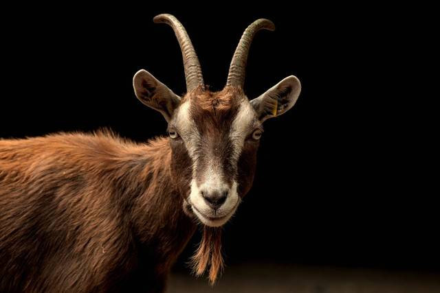 Ilustrasi kambing untuk kurban dan akikah. Foto: Unsplash.