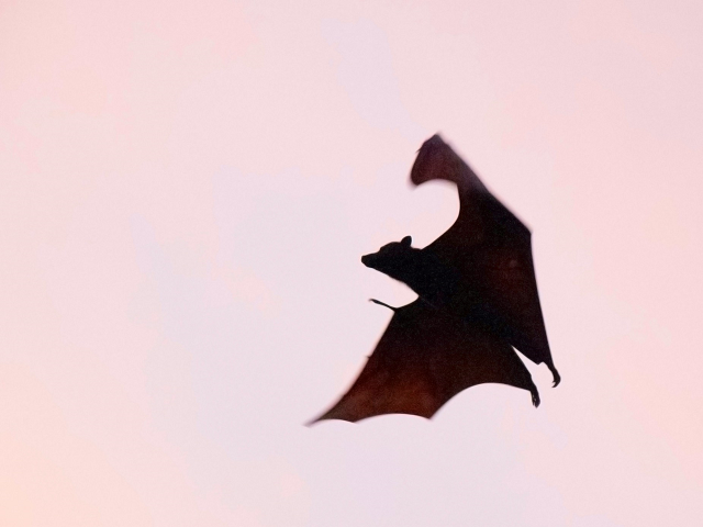 Ilustrasi bagaimana cara kelelawar mencari makan. Sumber: unsplash.com/IgamOgam.