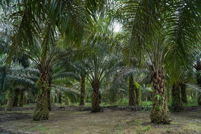 Ilustrasi perkebunan sawit. Foto: Shutterstock