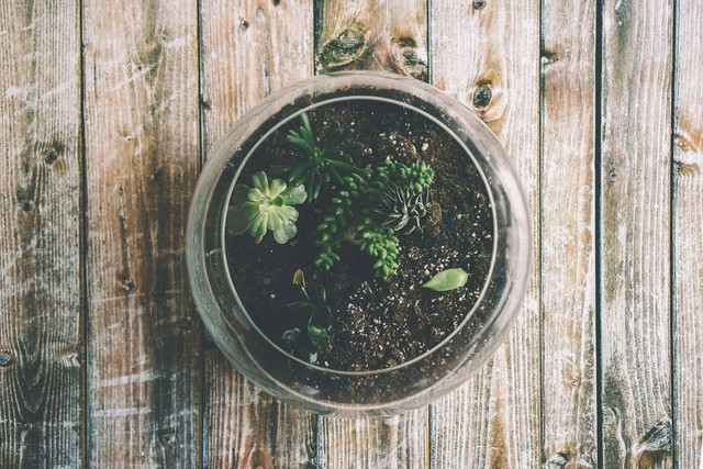 Ilustrasi: Cara Membuat Terrarium Sendiri. Sumber: Scott Webb/Pexels.com