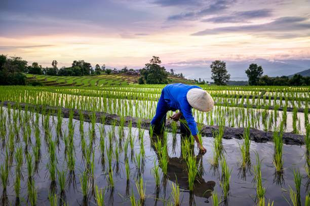 Ilustrasi : Petani padi. Sumber : iStock.