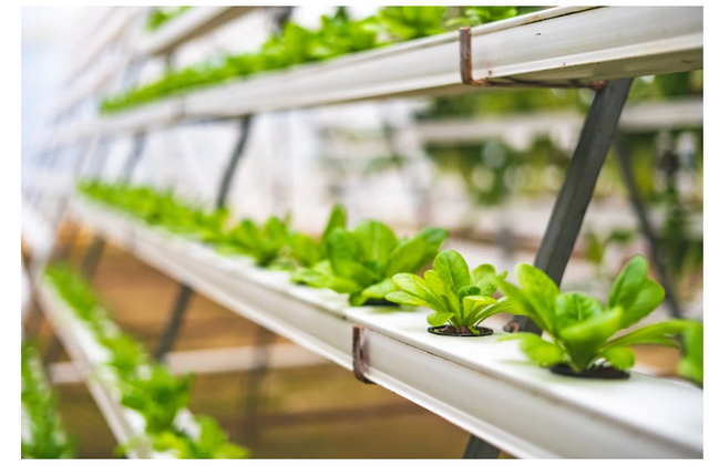 Foto Hanya Ilustrasi: Tips Berkebun di Halaman Belakang Rumah. Sumber: Pragyan Bezbaruah/Pexels.com