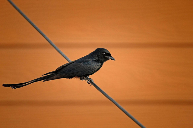 Ilustrasi burung kacer. Sumber foto: Unsplash