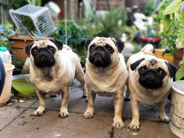 Ilustrasi Cara Merawat Anjing Pug. Foto: dok. Unsplash/Sneaky Elbow