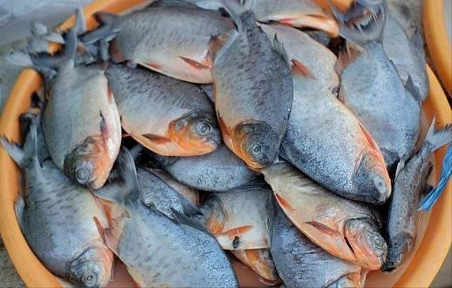 Ilustrasi manfaat ikan bawal. Foto: pexels.com. 