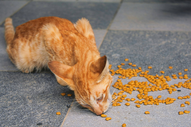 Ilustrasi Umur Berapa Kucing Bisa Makan Dry Food? Sumber: Unsplash