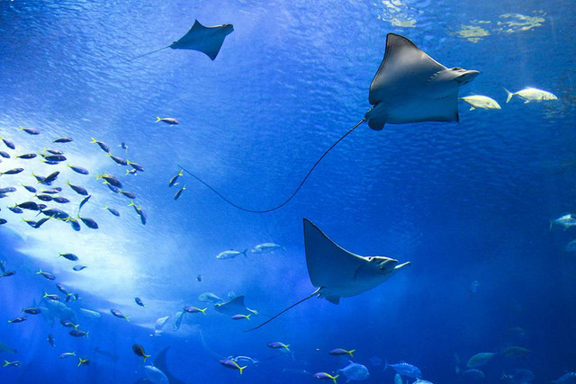Ilustrasi cara adaptasi ikan pari. Sumber: www.unsplash.com