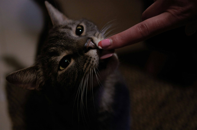Ilustrasi Cara Mengatasi Kucing Pilih-pilih Makanan. Sumber: Unsplash