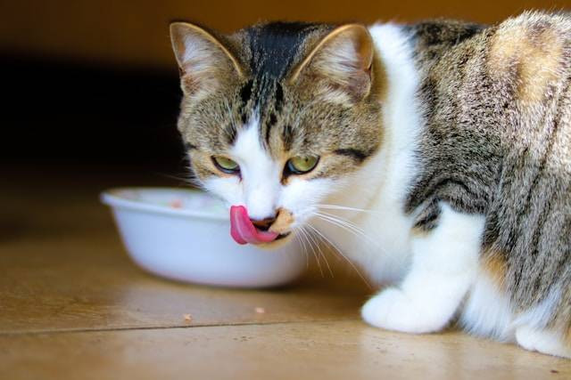 Ilustrasi cara mengobati kucing belekan. Foto: Abeer Zaki/Unsplash