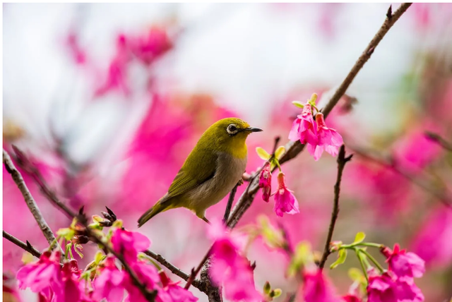 Ilustrasi: Cara Merawat Burung Kicauan. Sumber: Klub Boks/Pexels.com