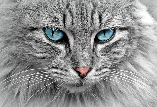 Ilustrasi ciri kucing alergi pada makanan. Foto: Pixabay