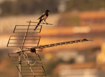 Ilustrasi: Penyebab Murai Over Emosi. Sumber: Tanhauser Vázquez R./Pexels.com