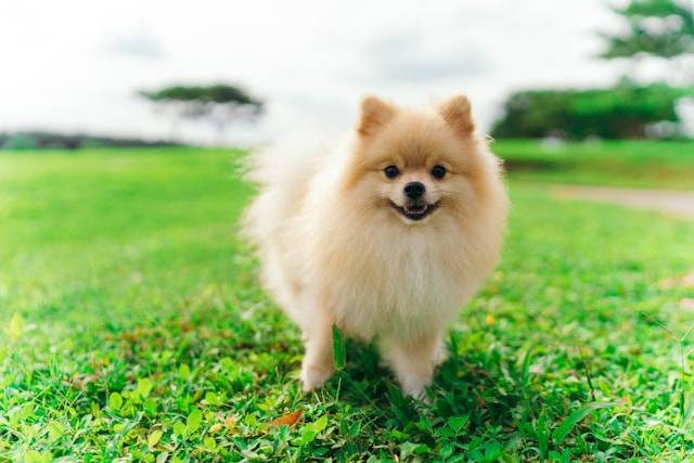 Ilustrasi penyebab anjing stress. Foto: Stefanus Fandhy/Unsplash