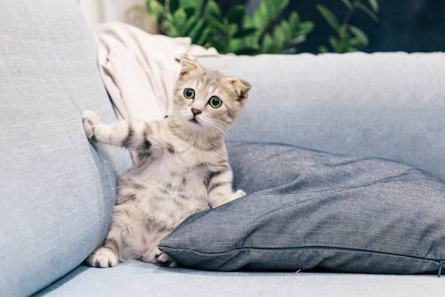 Ilustrasi masalah pencernaan pada kucing. Foto: Tran Mau Tri Tam/Unsplash
