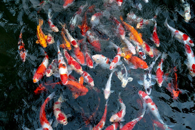 ilustrasi ikan koi (Pexels)