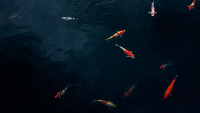 Ilustrasi ikan koi. Sumber foto: Unsplash