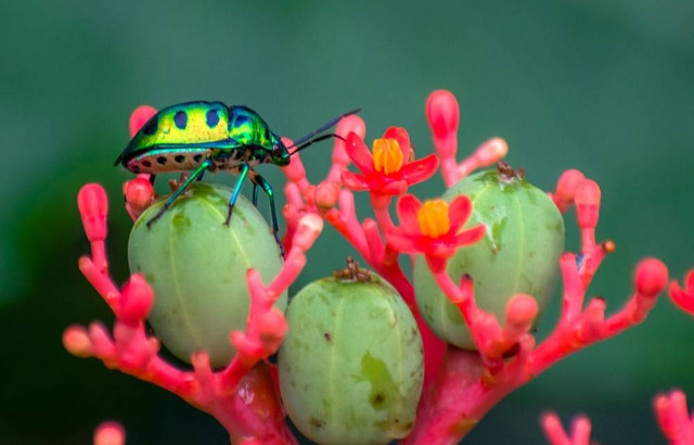 Ilustrasi Mengapa Pemanasan Global dapat Menyebabkan Kepunahan Spesies, Jelaskan             Sumber Unsplash/Sonika Agarwal