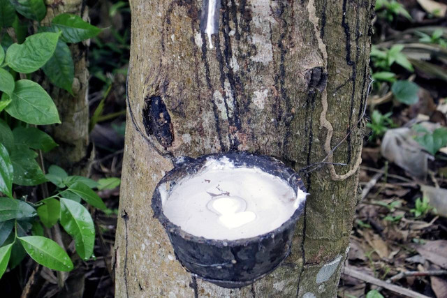 Ilustrasi Manfaat Getah Karet bagi Kehidupan Manusia. Sumber: Pixabay/enjoy_your_life