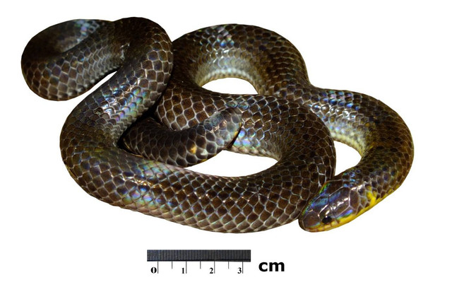 Ular spermani eyishadi va ichishadi