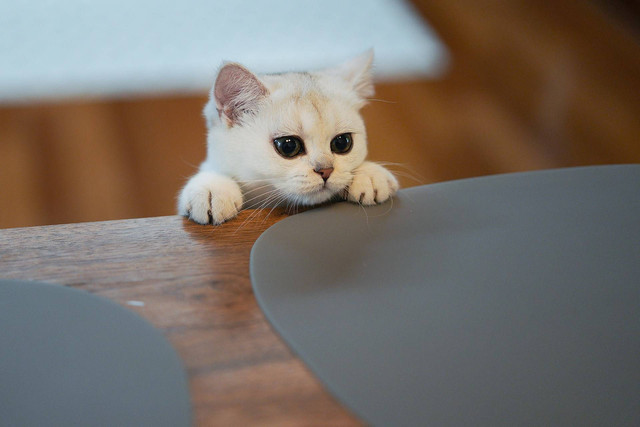 Ilustrasi kucing kitten. Sumber foto: Unsplash