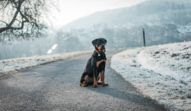Ilustrasi anjing rottweiler. Sumber foto: Unsplash