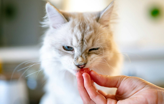 Ilustrasi kucing makan telur mentah. Sumber foto: Unsplash