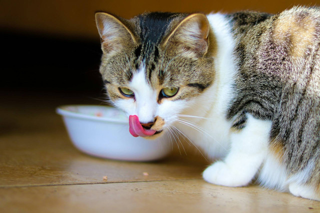 Ilustrasi cara agar kucing mau minum obat cair. Sumber foto: Unsplash
