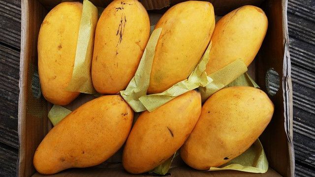 Ilustrasi kelebihan dan kekurangan mangga kiojay. Sumber: pixabay