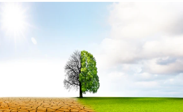 Ilustrasi Paradoks Food Estate foto: shutterstock