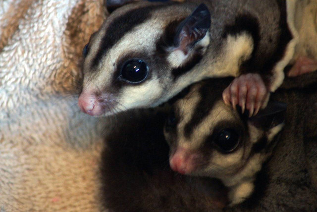 ilustrasi mengawainkan sugar glider (Pixabay)