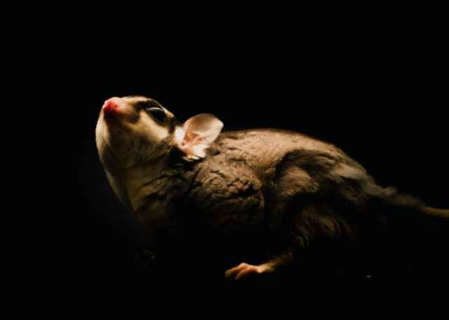 ilustrasi sugar glider (Unsplash)