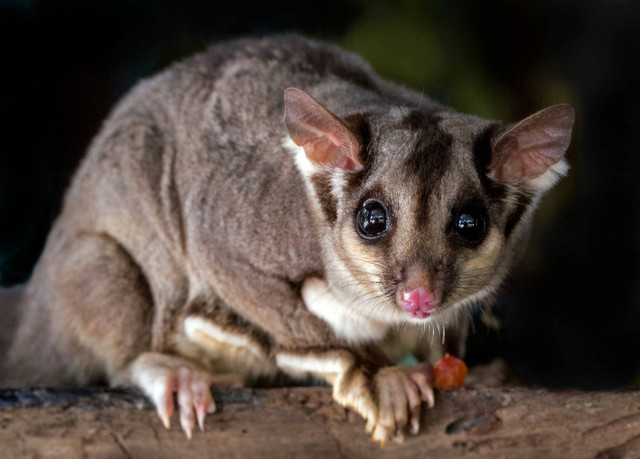 Ilustrasi sugar glider terkena penyakit. Sumber foto: Unsplash