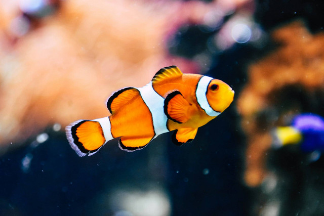 Pasar Ikan Gunung Sari. Foto hanya ilustrasi, bukan gambar sebenarnya. Sumber: Unsplash/ Rachel Hisko. 