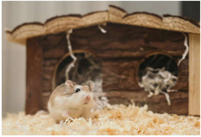Ilustrasi: Cara Membedakan Hamster Berantem, Kawin, dan Bermain. Sumber: Ellie Burgin/Pexels.com