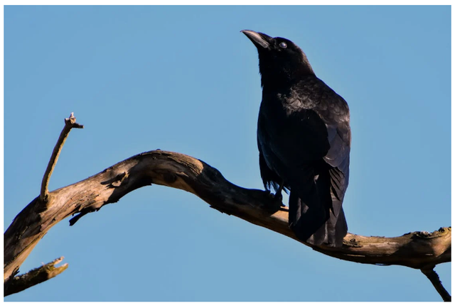Foto Hanya Ilustrasi: Makanan Jalak Suren. Sumber: Chris LeBoutillier/Pexels.com