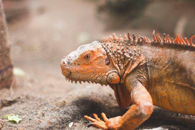 Ciri-ciri Iguana Mengalami Infeksi Pernapasan. Foto Hanya Ilustrasi. Sumber Foto: Unsplash.com/Sachin Mittal