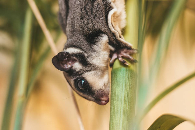 Ilustrasi Cara Mengobati Sugar Glider yang Luka. Sumber: Unsplash