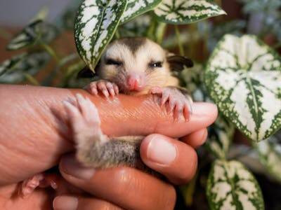 Ilustrasi makanan sugar glider yang dilarang dikonsumsi. Foto: Pexels