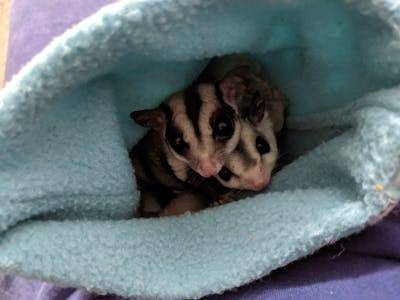 Ilustrasi cara membawa sugar glider berpergian jauh. Foto: Pexels