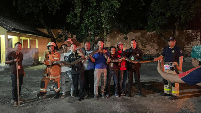 Ular piton sepanjang 6 meter yang ditemukan di Asrama Haji Sukolilo Surabaya. Foto: Dok. PPIH Embarkasi Surabaya