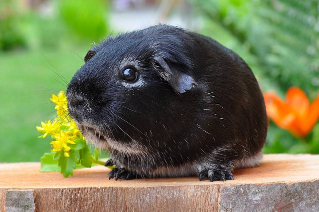 ilustrasi Guinea Pig (Pixabay)