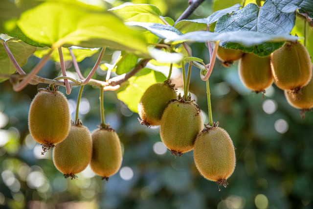 Buah Kiwi (sumber: shutterstock.com)