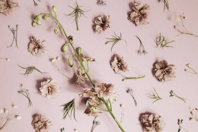 Cara Membuat Pressed Flower. Foto Hanya Ilustrasi. Sumber Foto: Unsplash.com/No Revisions