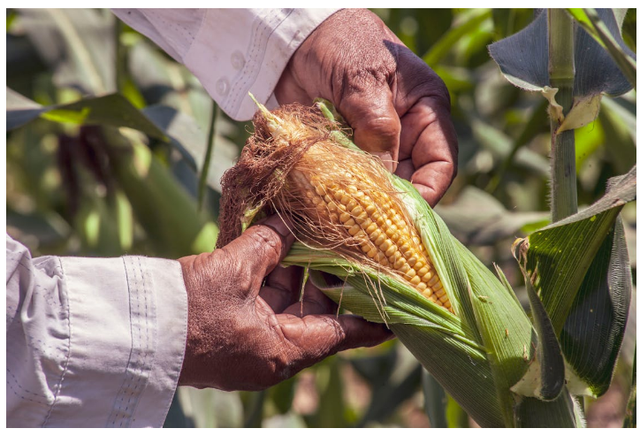 Ilustrasi: Manfaat Jagung untuk Perkutut. Sumber: FRANK MERIÑO/Pexels.com