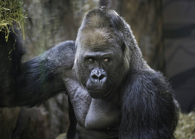 Escape Room Kingdom of The Planet of the Apes, foto hanya ilustrasi, bukan tempat sebenarnya: Unsplash/Greg Gollin