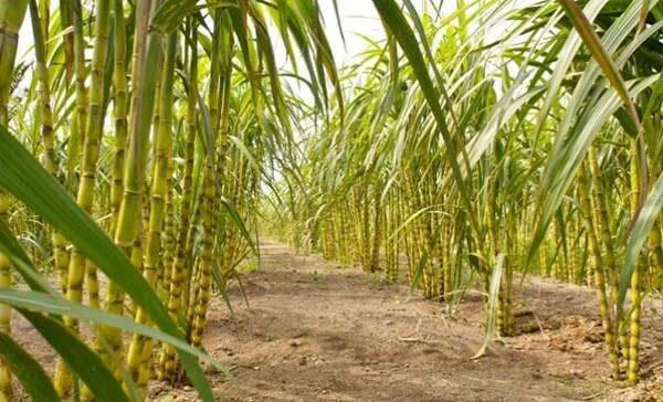 Ilustrasi Kebun Tebu | Foto: ist