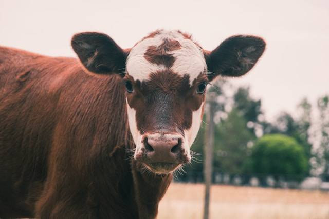 Ilustrasi Alasan Sunan Kudus Larang Sembelih Sapi Saat Idul Adha. Foto: dok. Unsplash/Gonzalo Facello