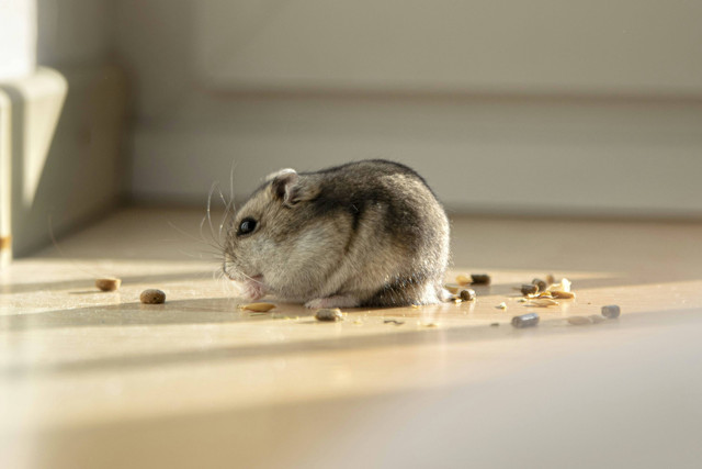 Ilustrasi Apakah Hamster Boleh Makan Nanas? Sumber: Unsplash